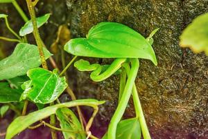 groene pitadder foto