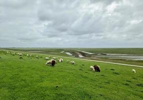 schapen op een groene dijk aan de Noordzee bij husum. foto