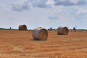 zomerzicht op landbouwgewassen en tarwevelden klaar om te oogsten foto