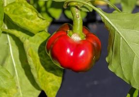 enkele rode paprika paprika op een groene paprikaplant foto