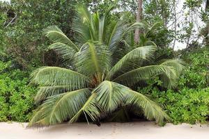 prachtige palmbomen op het strand op de tropische paradijseilanden seychellen. foto