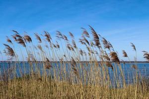 close-up van riet op het strand van de Oostzee. foto