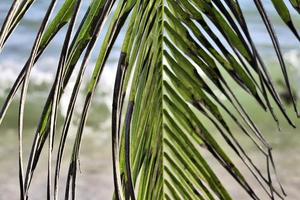 prachtige palmbomen op het strand op de tropische paradijseilanden seychellen. foto