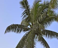 prachtige palmbomen op het strand op de tropische paradijseilanden seychellen. foto