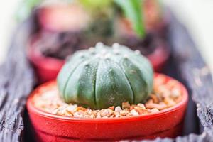 kleine cactus in bloempotten met koffieboon foto