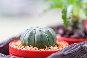 kleine cactus in bloempotten met koffieboon foto