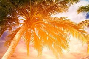 kokospalm en lucht op tropisch strand in de zomer, warme tinten foto