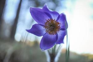 paarse prairie krokus lentebloem met volledig open kop op witte bosachtergrond foto