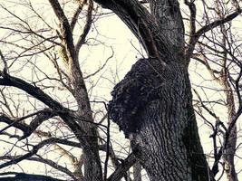 enorme boom burl uitgroei hoog op de boom met bladloze takken op witte hemelachtergrond foto