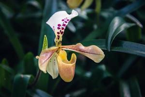 achtergrond natuur bloem orchidee paph villosum foto