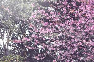 achtergrond natuur bloem valentijn prunus cerasoides foto