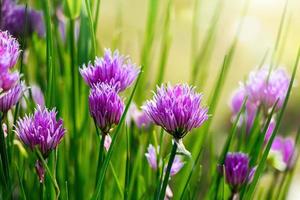 violet wilde ui allium bloemen in de zon. bloeiende wilde lenteplanten. tuinieren en bloementeelt. foto