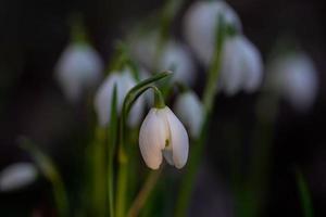 sneeuwklokjes aan de zijkant foto