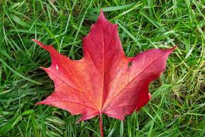 esdoornblad rood bruin foto