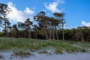 pijnbomen op het strand foto