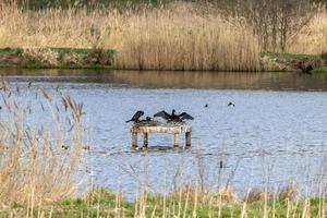 meerdere aalscholvers in een nest foto