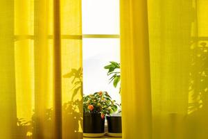 het kweken van kamerplanten in potten. raam met gele gordijnen en bloemen in de zon. foto