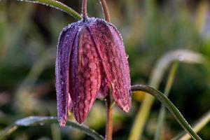 schaakbloem ochtenddauw foto