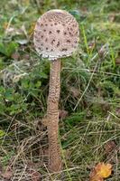 gigantische paraplu paddenstoelenweide foto