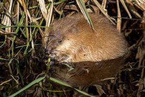 muskusrat eet stengels in het water foto