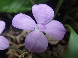 close-up verse calathea picturata bloem is een plantensoort in de familie marantaceae die bloeit in een pot met een onscherpe achtergrond en een beetje donker foto
