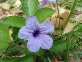 close-up kencana ungu liar of ruellia tuberosa, ook bekend als minnieroot, koortswortel, leeuwenbekwortel en schapenaardappel, is een soort bloeiende plant in de familie acanthaceae in bloei. foto