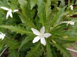 close-up witte mevrouw lot bloem - ster van bethlehem of ster bloem of laurentia longiflora. de Latijnse naam is hippobroma longiflora-kruid voor het verlichten van hoest. foto