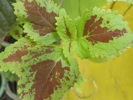 coleus is een geslacht van eenjarige of meerjarige kruiden of struiken, sappig, met een vlezige of knolachtige onderstam. gekweekt als sierplant, populair als tuinplant vanwege het felgekleurde blad foto