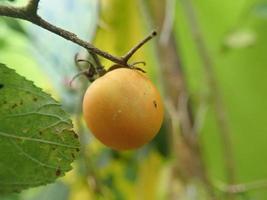 close up cung kediro endemische planten indonesië als cherrytomaatjes, het is klein als een marmer, het is rood als het rijp is en groen als het niet gekookt is en het smaakt een beetje zuur, dit is een keukenkruid foto