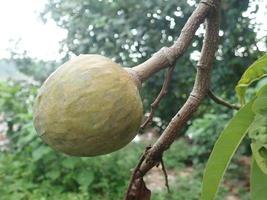 custardappels of suikerappels of annona squamosa linn. groeien op een boom in de tuin in indonesië foto