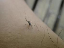 mug zuigen bloed op de menselijke huid. deze mug kan malaria veroorzaken. aedes aegypti mug. foto