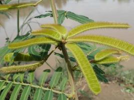 de mimosa-peul op de rivieroever met rivierwaterachtergrond. mimosa pudica pudica verlegen, verlegen of krimpend, ook wel gevoelige plant genoemd, slaperige plant, actieplant, raak me niet aan, schaamteplant foto