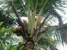 kokospalm in de tuin foto