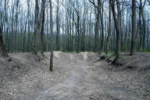 bomen in het bos foto