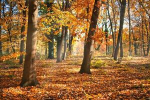 herfst bos weg bladeren vallen in grond landschap op herfst achtergrond. prachtig seizoensgebonden natuurlandschap, fel zonlicht met gouden sinaasappelboombladeren, idyllisch avontuurlijk wandelpad foto