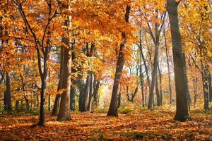 herfst bos weg bladeren vallen in grond landschap op herfst achtergrond. prachtig seizoensgebonden natuurlandschap, fel zonlicht met gouden sinaasappelboombladeren, idyllisch avontuurlijk wandelpad foto