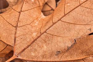 droge bladtextuur en aardachtergrond. oppervlak van bruine bladeren natuurlijke structuurpatroon. foto