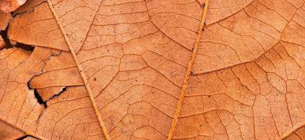 droge bladtextuur en aardachtergrond. oppervlak van bruine bladeren natuurlijke structuurpatroon. foto