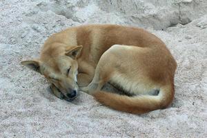 hond slaapt op het zand foto