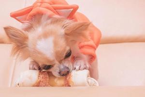 de hond knaagt aan een bot. chihuahua eet op een beige bank. foto