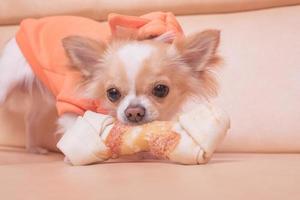 de hond knaagt aan een bot. chihuahua eet op een beige bank. foto