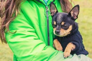 chihuahua hond in de armen van een meisje in een groen jasje. mini hond in kleding. foto