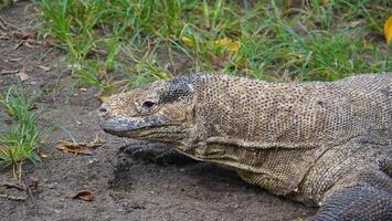 portret van komodovaraan rusten. komodo is de grootste levende hagedissoort. foto