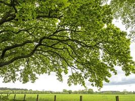 takken van een prachtige eik met verse lentebladeren foto