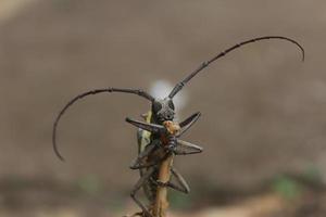 mango longhorn beetle.batocera rubus op bokeh natuurlijke achtergrond foto