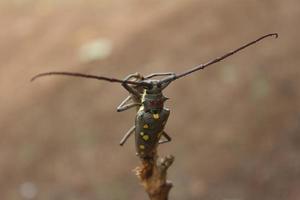 batocera rubus.mago boktor op bokeh natuurlijke achtergrond foto