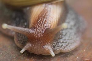 macro foto lissachatina fulica.giant afrikaanse landslak