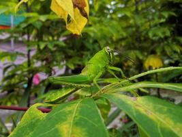 groene sprinkhanen op de bladeren midden in de tuin foto