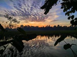 weerspiegeling van de zonsondergang en silhouetten van planten in de rijstvelden foto