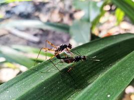 foto van een paar wespen die paren op een blad